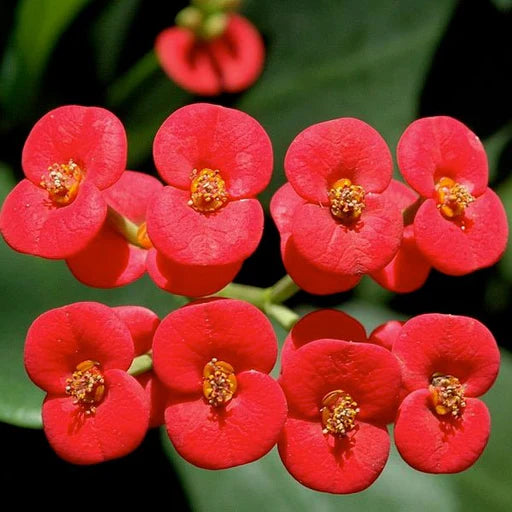 Red Succulent flower seeds