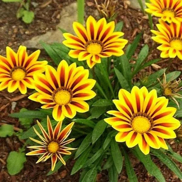 Red Yellow flower seeds