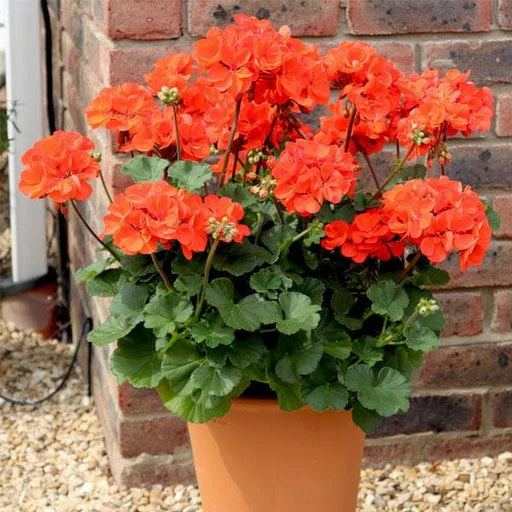 Orange Geranium flower seeds