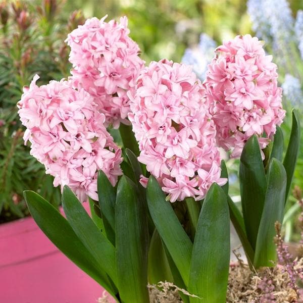 Light Pink flower seeds