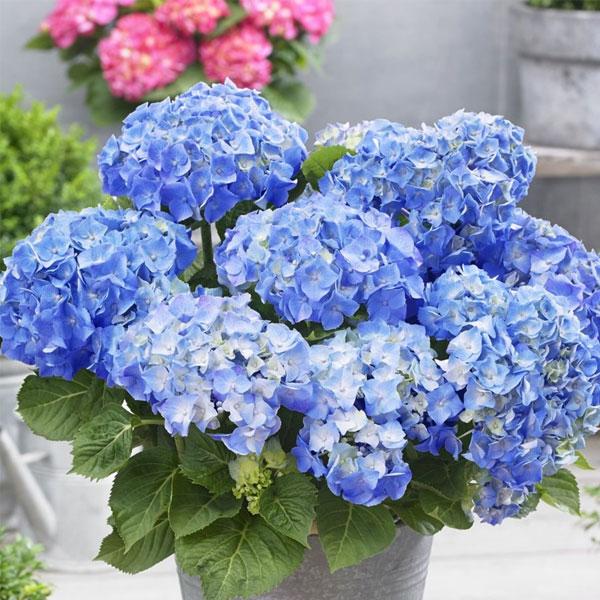Geranium flower seeds