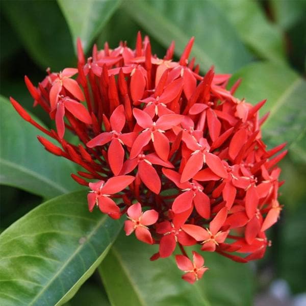 Ixora flower seeds