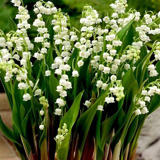 White Lily flower seeds