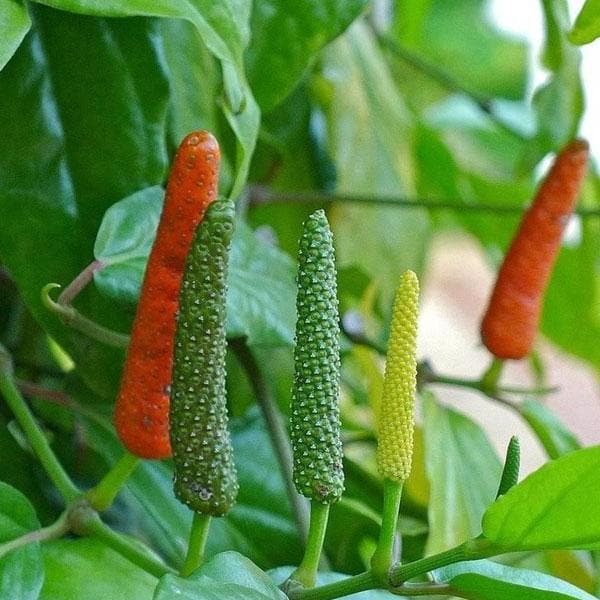 Long Pepper Seeds