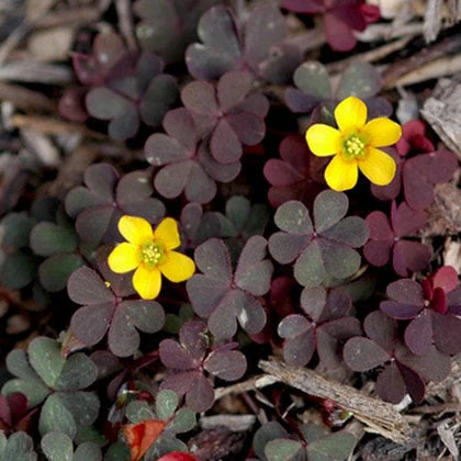 Yellow Brown flower seeds
