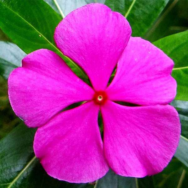 Light Pink flower seeds