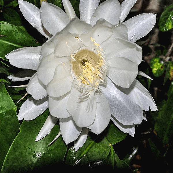 Epiphyllum flower seeds