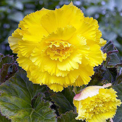 Light Yellow flower seeds