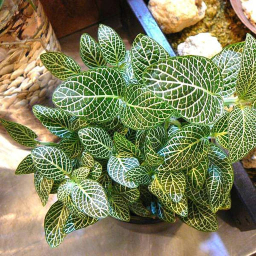 Fittonia Albivenis flower seeds