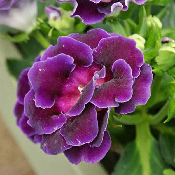 Violet Purple flower seeds