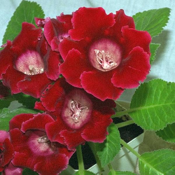 Red Gloxinia flower seeds
