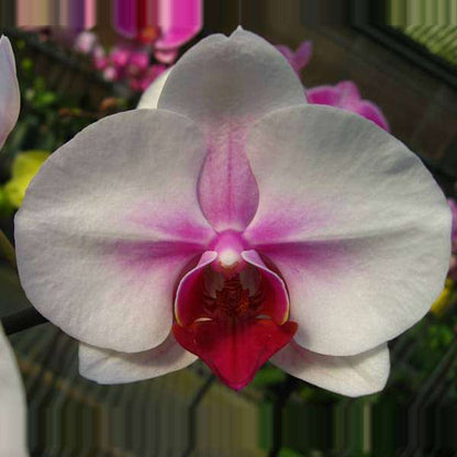 White Phalaenopsis flower seeds