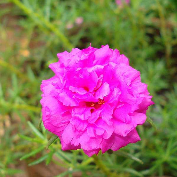 Pink Portulaca flower seeds