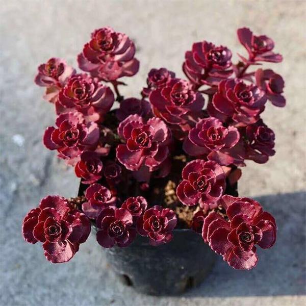 Burgundy Sedum flower seeds