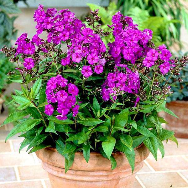 Purple Pot flower seeds