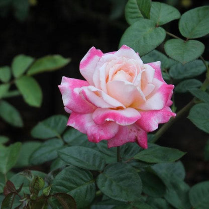 Pink White flower seeds