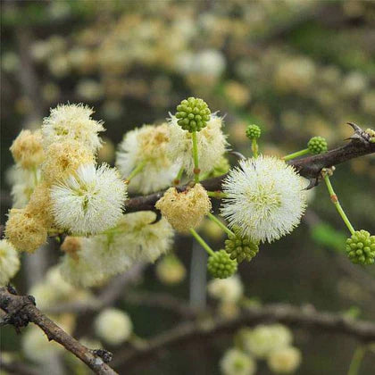 Acacia Perennial flower seeds