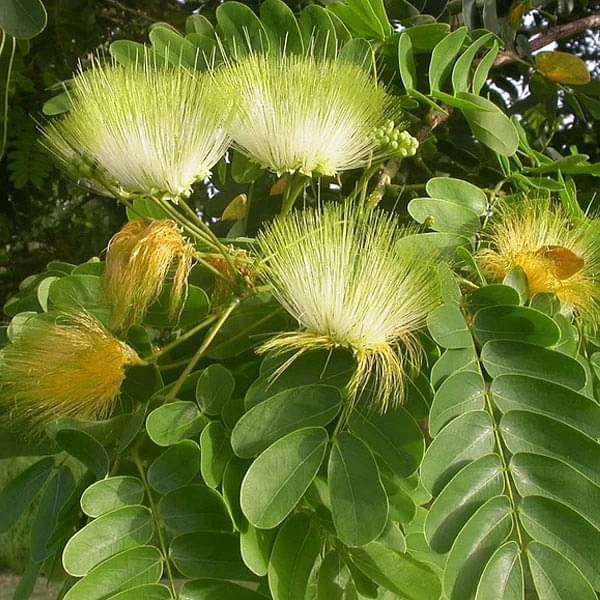 Cream Albizia flower seeds