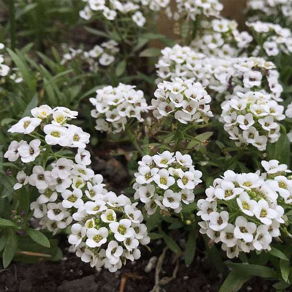 Carpet flower seeds