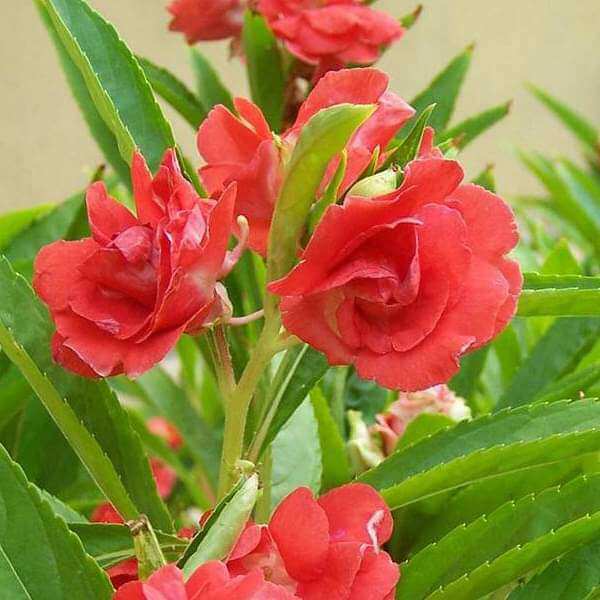 Balsam Camellia plant