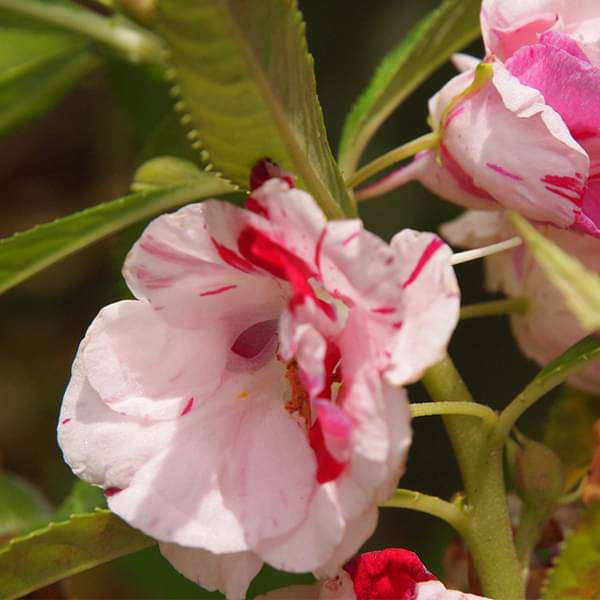 Mixed Balsam Flower Seeds for Planting – Heirloom Non-GMO Garden Seeds