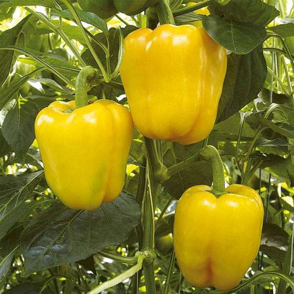 Yellow Pepper Seeds for Planting – Organic Non-GMO Garden Seeds
