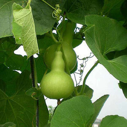 Round Bottle Gourd Seeds