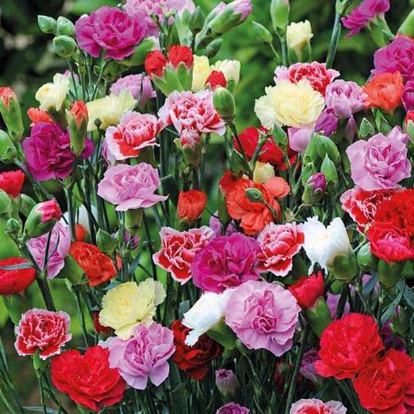 Carnation flower seeds
