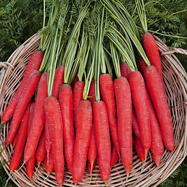 Red Carrot Seeds for Planting – Heirloom Non-GMO Garden Seeds