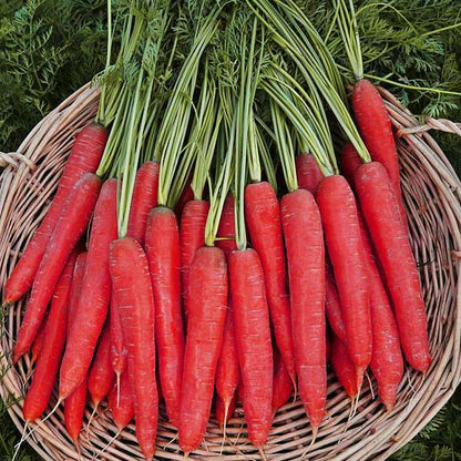 Red Carrot Seeds for Planting – Heirloom Non-GMO Garden Seeds