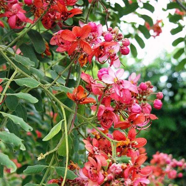 Yellow Pink flower seeds