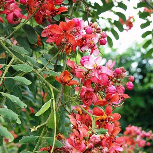 Yellow Pink flower seeds