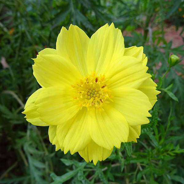 Cosmos Yellow flower seeds