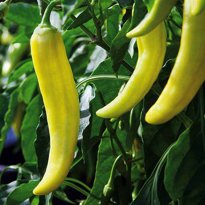 Yellow Pepper Seeds for Planting – Heirloom Non-GMO Garden Seeds