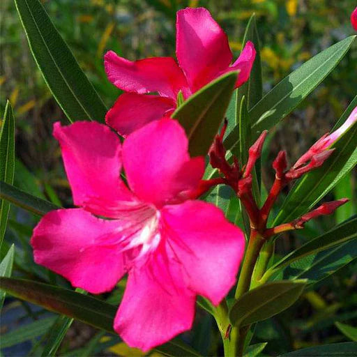 Nerium flower seeds