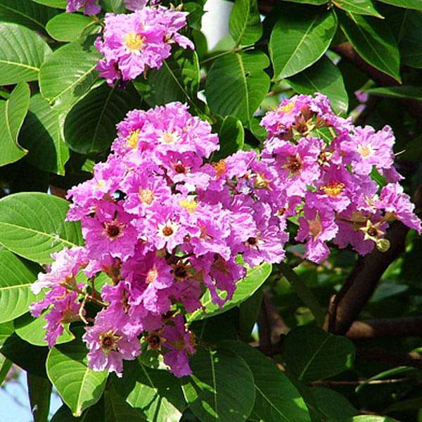 Lagerstroemia flower seeds
