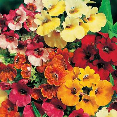 Nemesia Carnival flower seeds