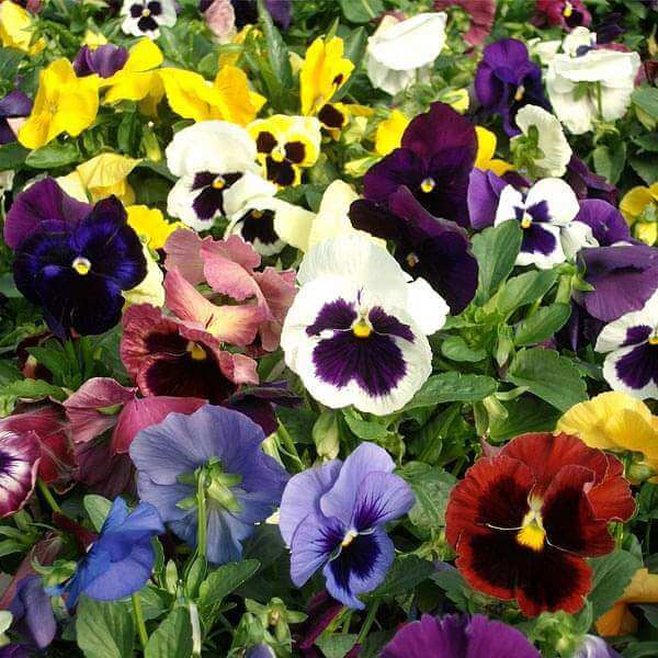 Riesen Mix Pansy plant