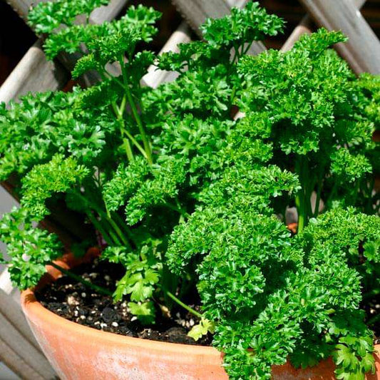 Parsley Flower Seeds for Planting – Heirloom Non-GMO Garden Seeds