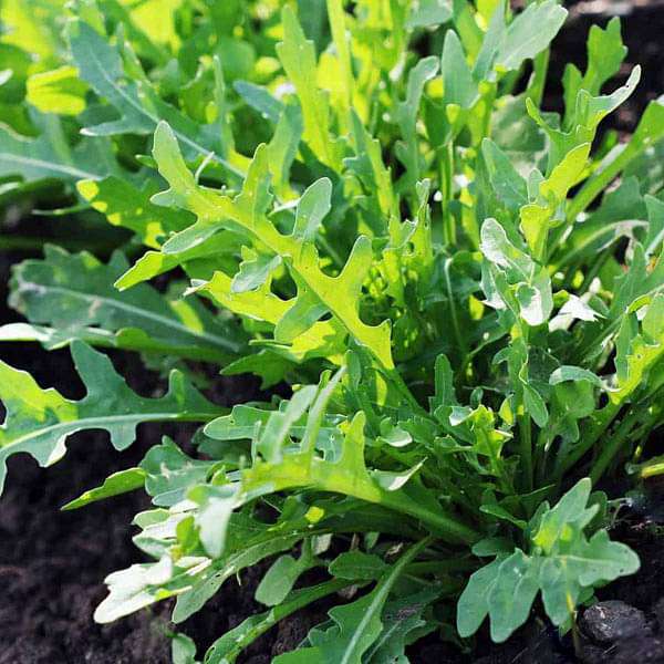 Arugula Seeds for Planting – Heirloom Rocket Salad Seeds
