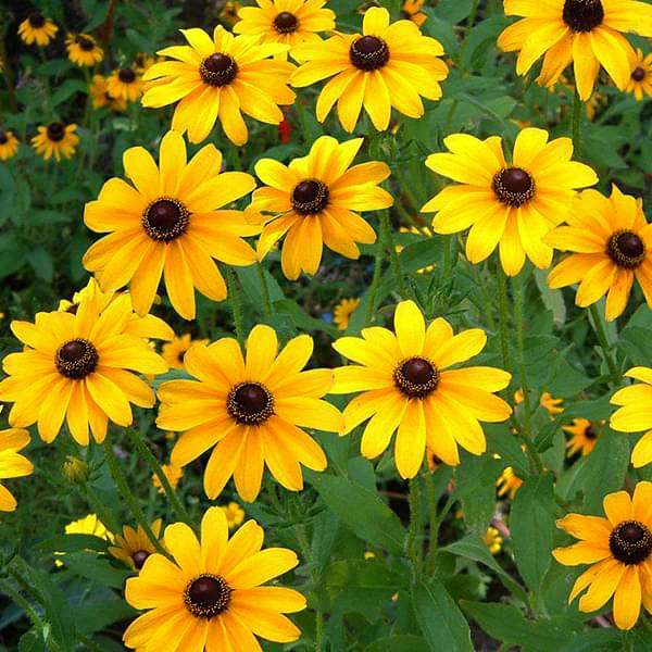 Yellow Mini flower seeds