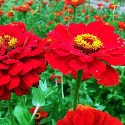 Brown Red flower seeds
