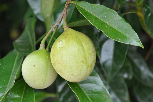 Nutmeg Tree Seeds for Planting – Heirloom Non-GMO Garden Seeds