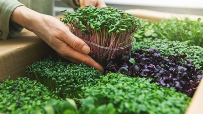 Microgreens Seeds for Planting – Heirloom Non-GMO Garden Seeds