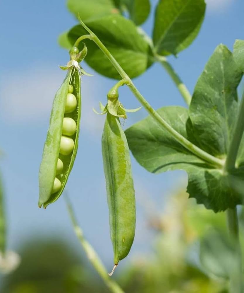 Pea Seeds