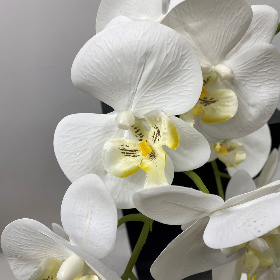 Phalaenopsis Orchid flower seeds