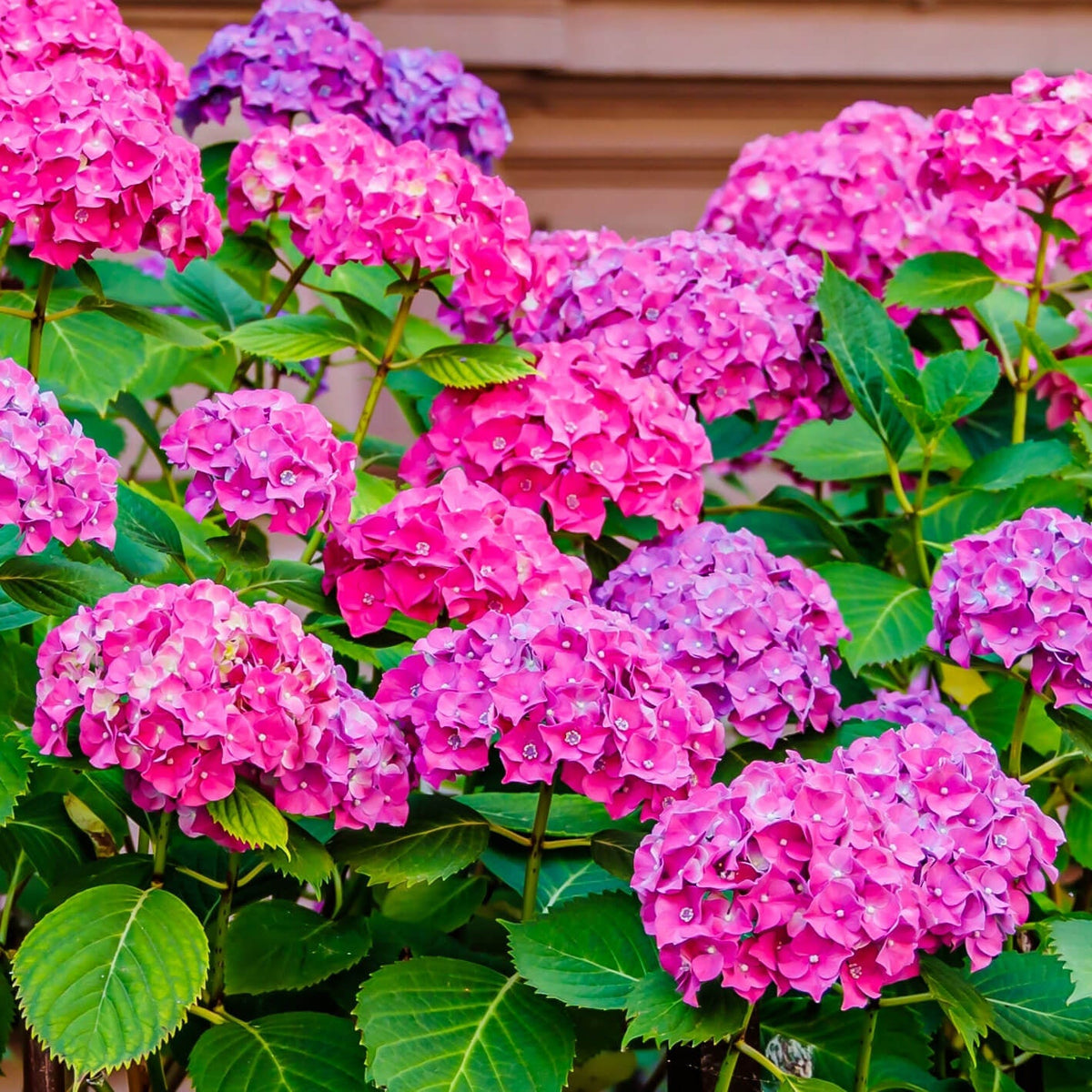 Ornamental Shrubs plant