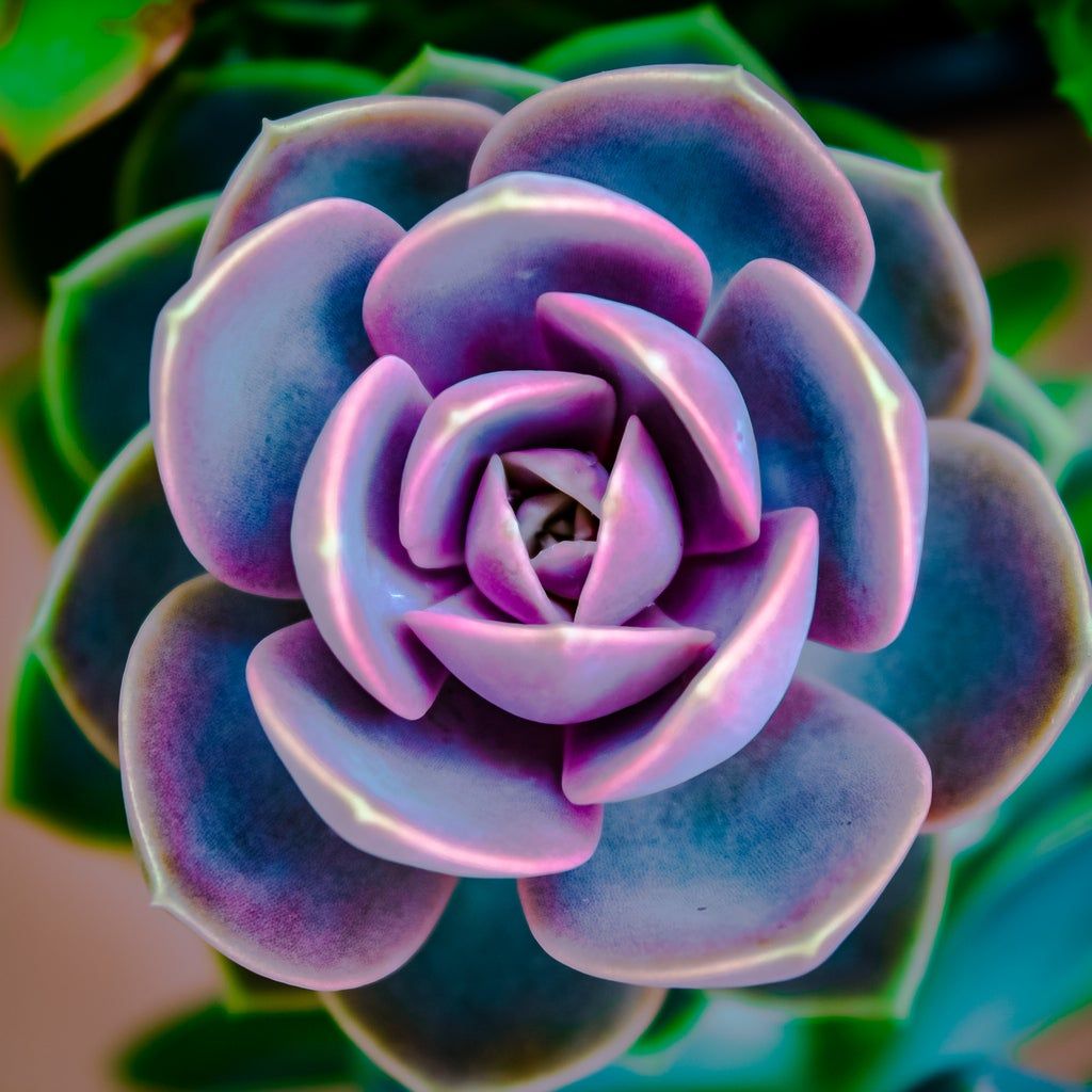 Green Purple flower seeds