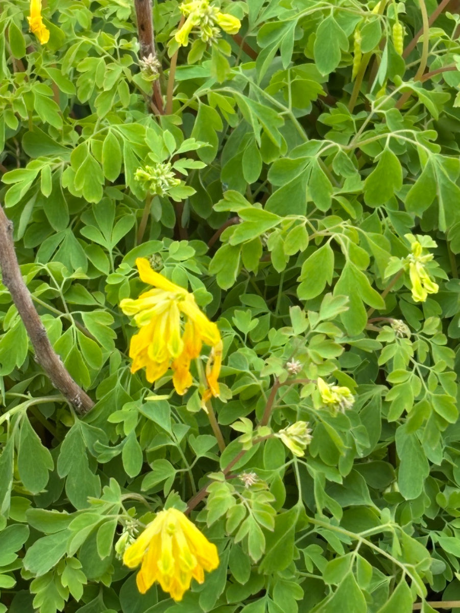 Corydalis Lutea flower seeds
