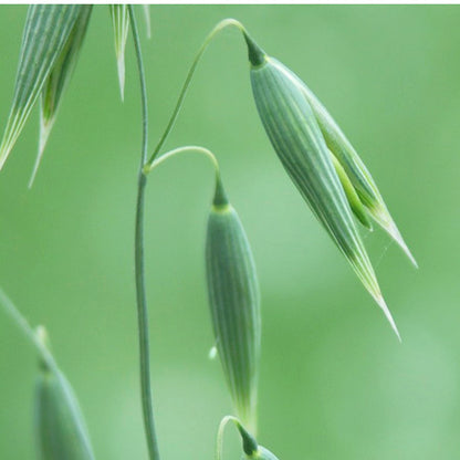 Oats seeds for planting with mature green and golden oat plants growing in a garden